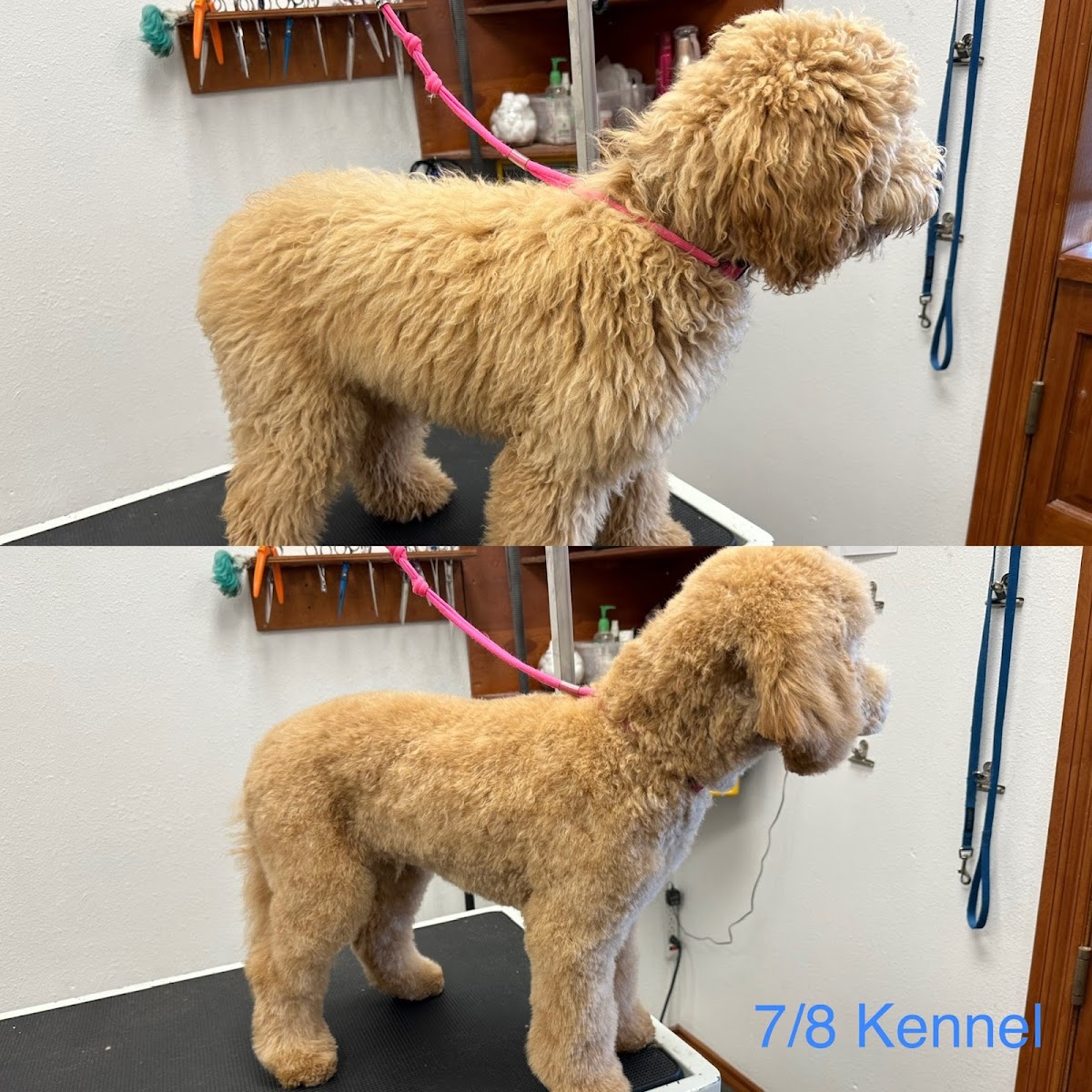 Butler's Pet Grooming