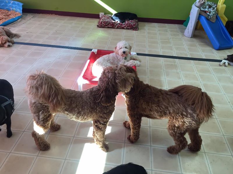 Hug-a-Bubba's Doggie Daycare & Grooming