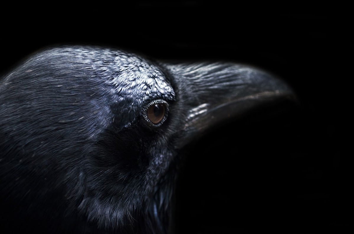Raven Patents, LLC